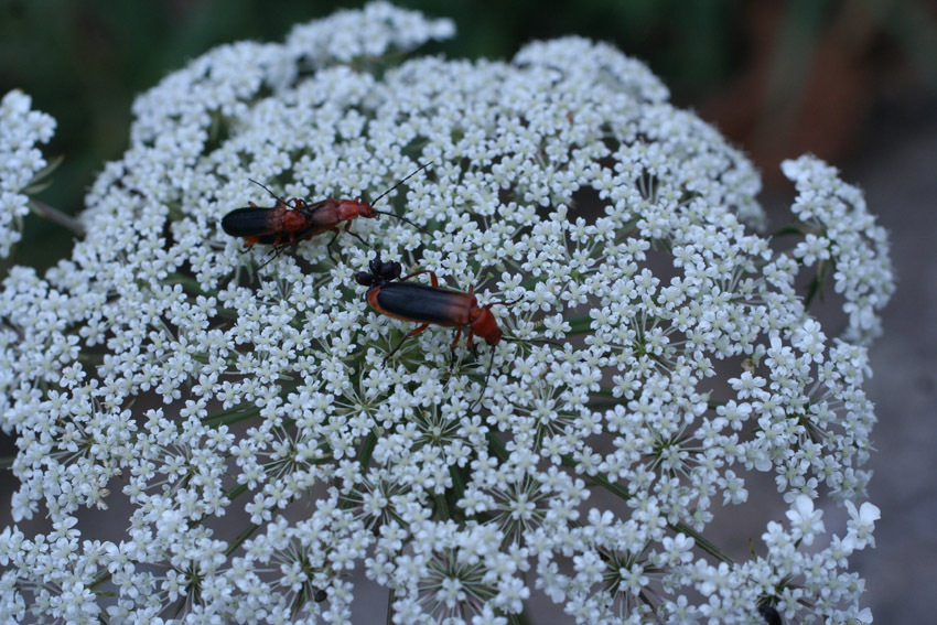 Rhagonycha fulva